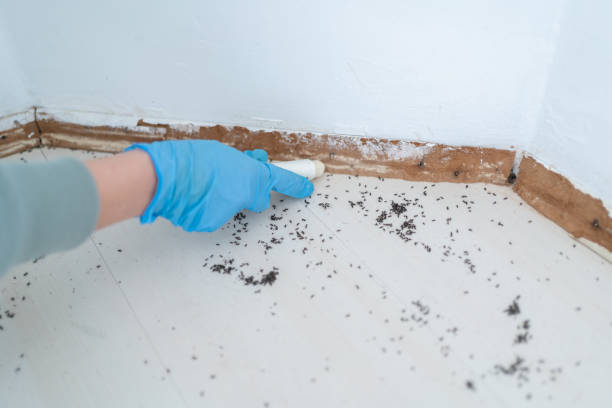 Best Wasp Removal Services  in Avondale, LA